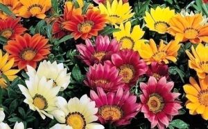 Garden bed with perennials